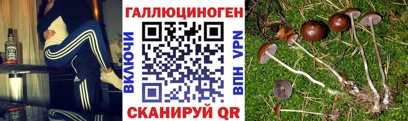 хочу наркоту  Павловский Посад  Галлюциногенные грибы прущие грибы 